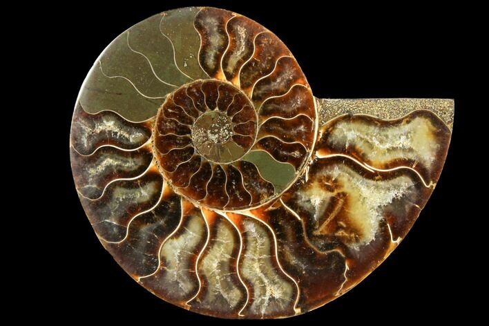 Agatized Ammonite Fossil (Half) - Madagascar #116803